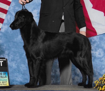 Blacfriar flat coated sales retrievers